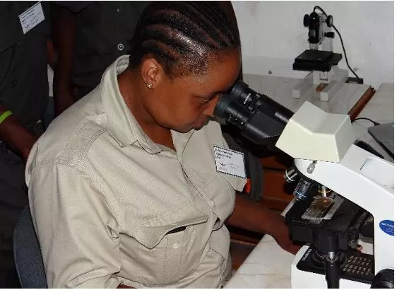 Student, Refiloe Mathetse, looking at parasite eggs in a wildebeest dung sample