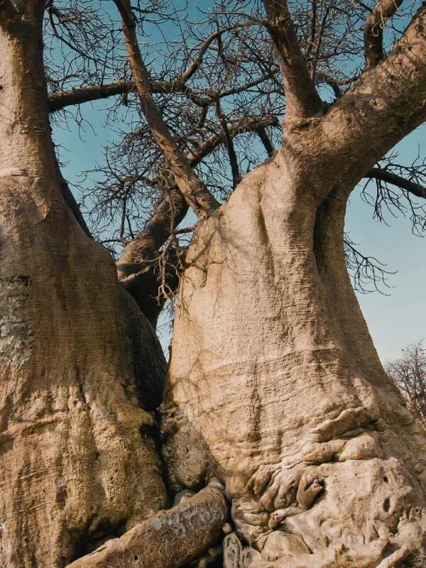 The iconic African Baobab tree, Adansonia digitata, a symbol of resilience.